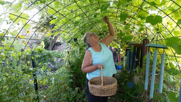 Ginger Farrell picks grean beans in Reamer's garden.