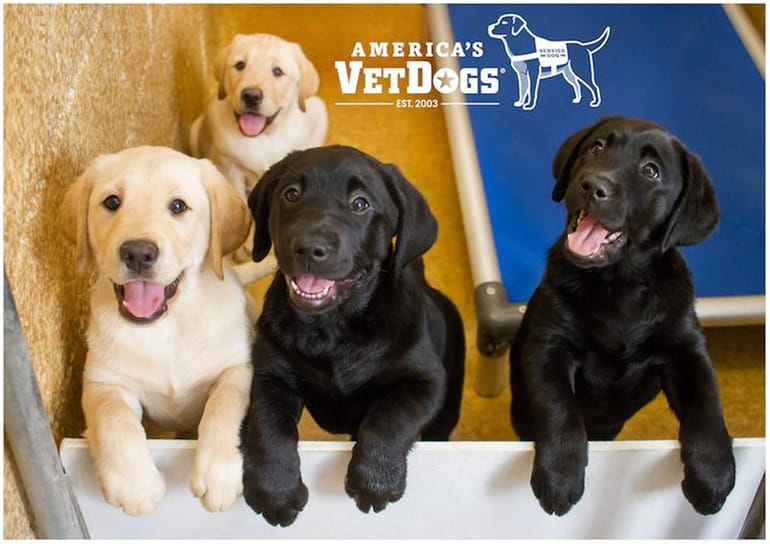 America's VetDogs offer free service dogs to our military and
