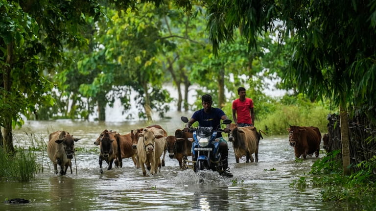 Flood affected villagers and their cattle make their way through...