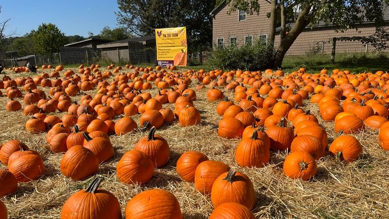 Visitors can go pumpkin picking once autumn arrives at Queens County...