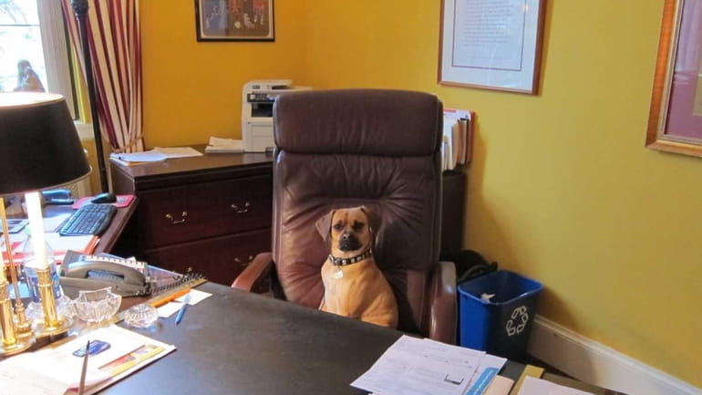Buster, a pug and beagle mix, hangs out in the...