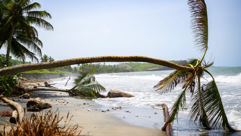 Palm trees wilt after being uprooted by Hurricane Beryl in...