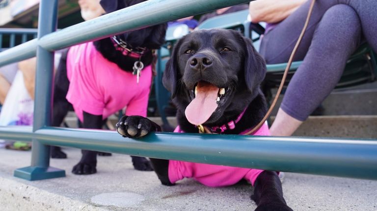 The Long Island Ducks host "Bark in the Park," where...