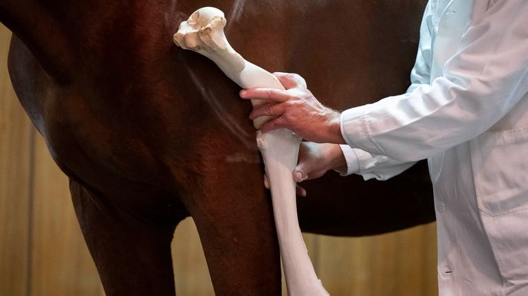 Dr. Peter Sotonyi, rector of the University of Veterinary Medicine...