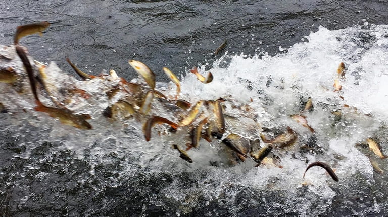 Hundreds of juvenile coho salmon are released into the Lostine...