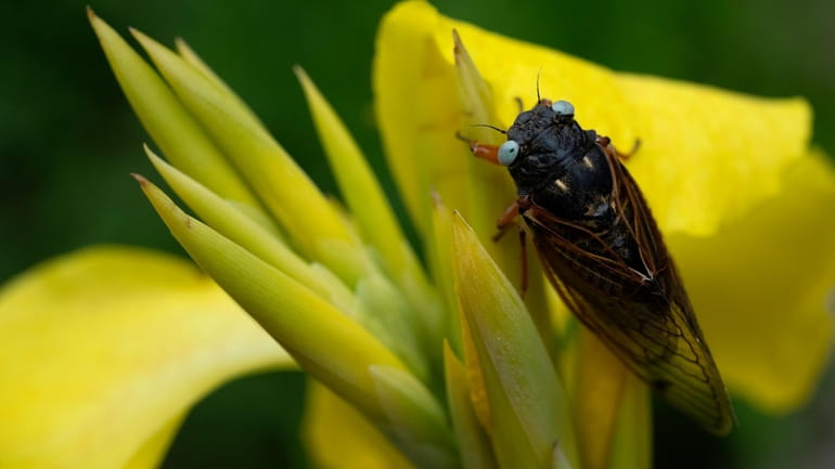 A blue-eyed cicada perches on a flower at the Morton...