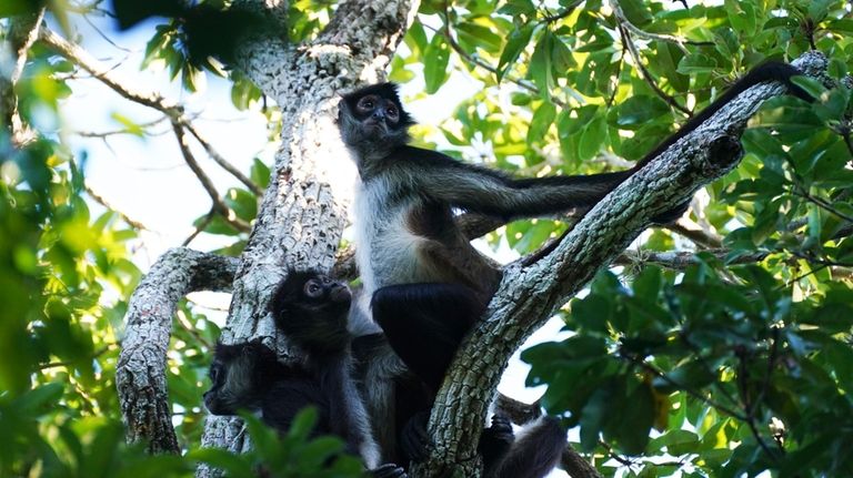 Spider monkeys sit in a tree in the Calakmul Biosphere...