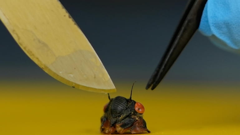 The head of a cicada sits on a table after...