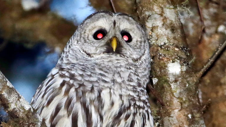 A barred owl is shown in the woods outside Philomath,...