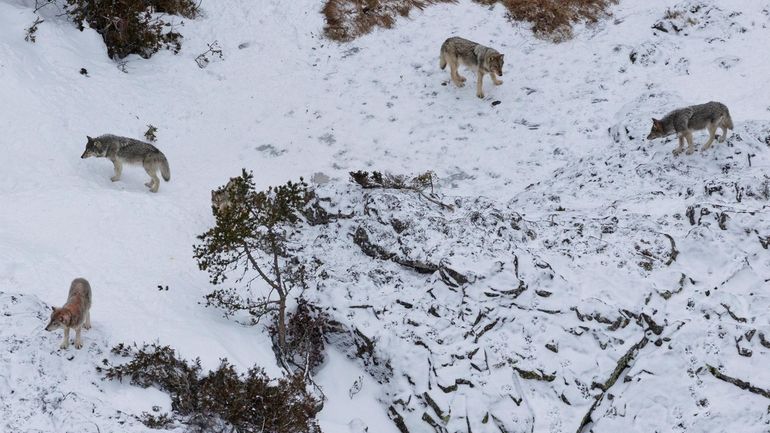 This photo taken Jan. 24, 2023, shows a pack of...