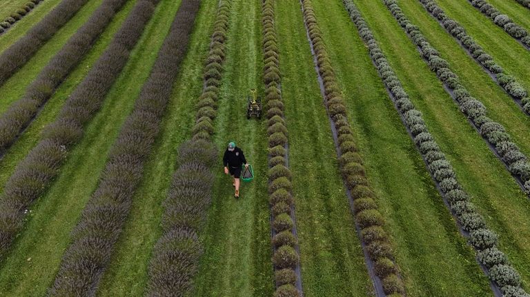 Weston Grubb carries a bucket of fresh-cut lavender while harvesting,...