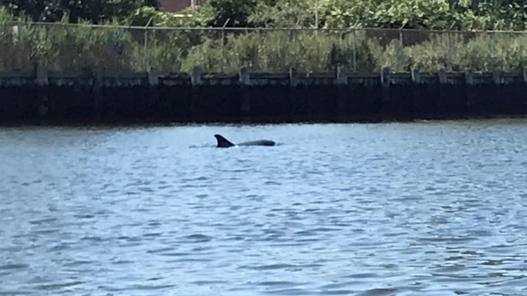 A dolphin was seen in East Rockaway on July 28.