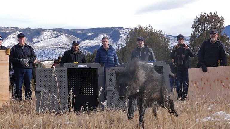 In this photo provided by Colorado Parks and Wildlife, wildlife...