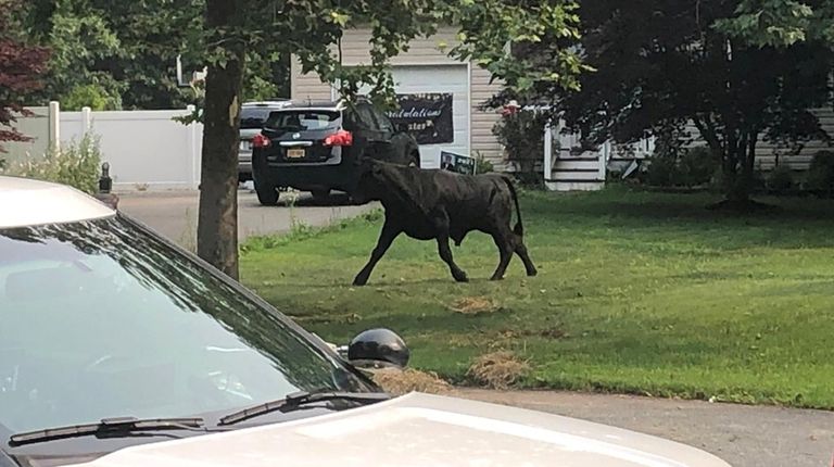 The bull on the loose in Mastic on Tuesday