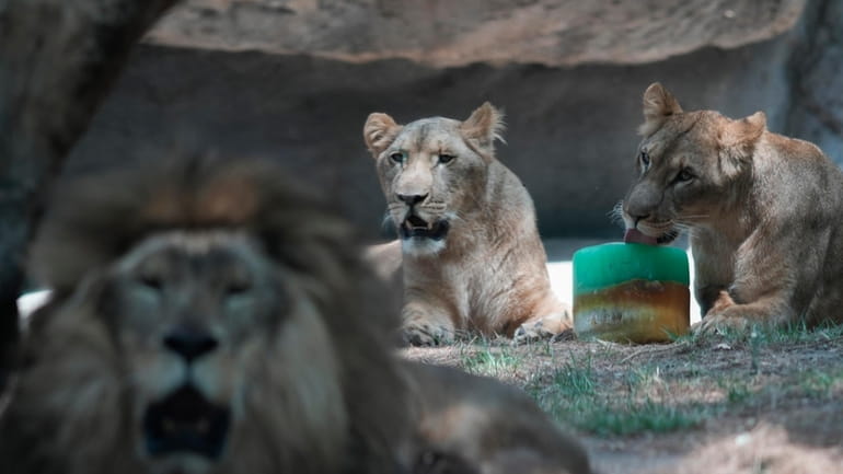 A lion licks a frozen treat in its enclosure at...