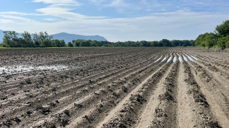 This photo provided by Matthew Linehan shows a flood-damaged potato...