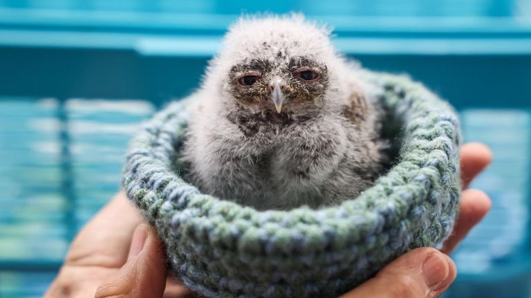 An injured baby screech owl at Sweetbriar Nature Center in...