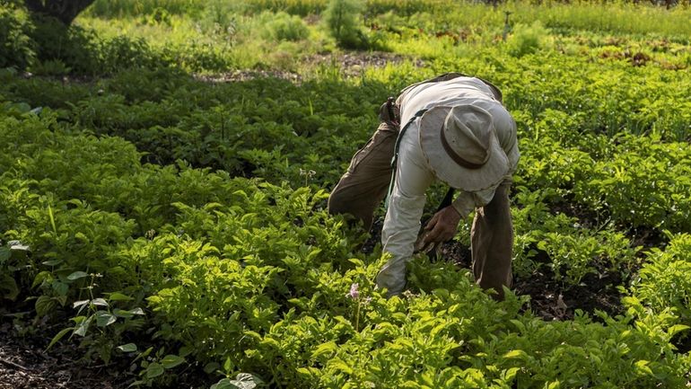 The Long Island Farm Bureau is urging the 550 farm...