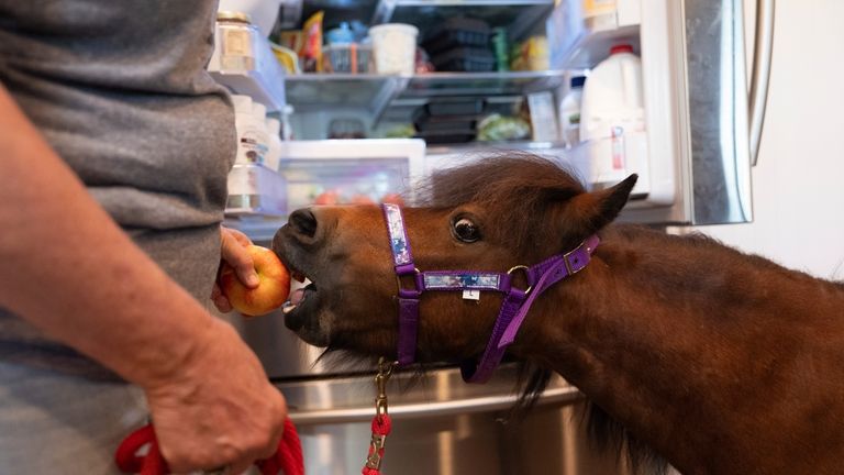 Lisa Moad, owner of Seven Oaks Farm, feeds one of...