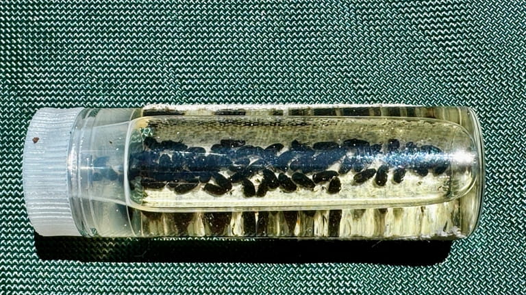 A small vial contains dead bark beetles in Sequoia National...