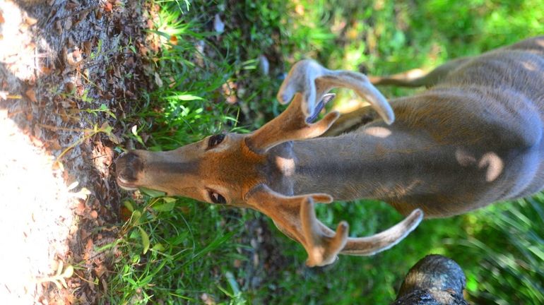 The National Park Service is weighing options to control the...