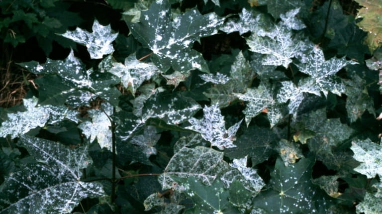 Powdery mildew, shown here on a maple, is a fungal...