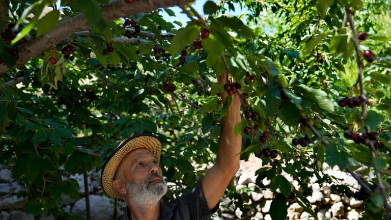 Lebanese farmer Moussa Saab, checks a cherry tree at his...