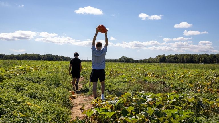 Marcello Arrigo holds a pumpkin at the u-pick pumpkin patch...