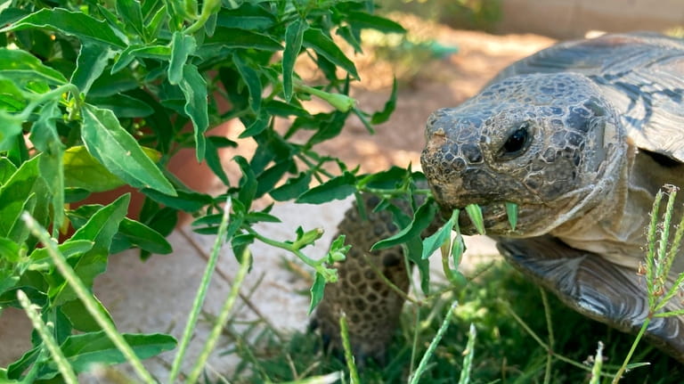 Dotty the desert tortoise chows down on evening primrose in...
