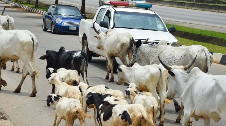 Cattle roam on a road in Abuja, Nigeria, Friday, Aug....