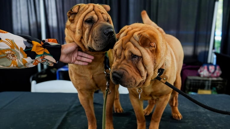 Shar peis stand in the Breed Showcase area during the...