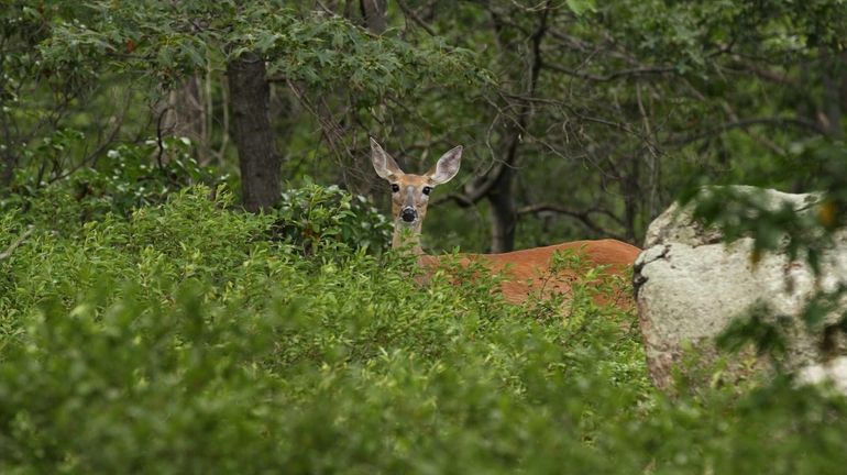 A wild white-tailed deer near a hiking trail atop Perkins...