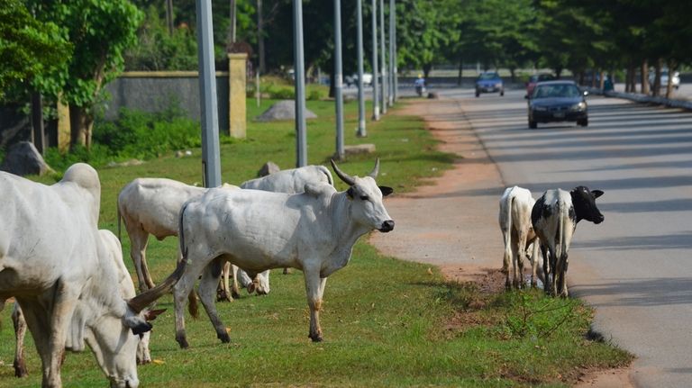 Cattle roam near a road in Abuja, Nigeria, Wednesday, Aug....