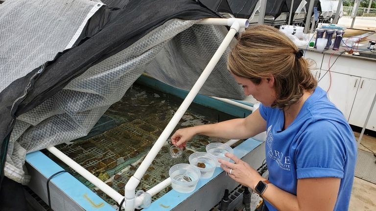 Texas A&M University-Corpus Christi researcher Keisha Bahr prepares live corals...