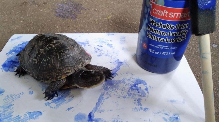 Turtles like this Blanding show their artistic sides at the...