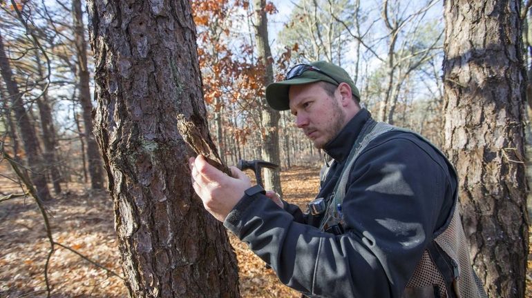 John Wernet, of the DEC, holds a piece of bark...