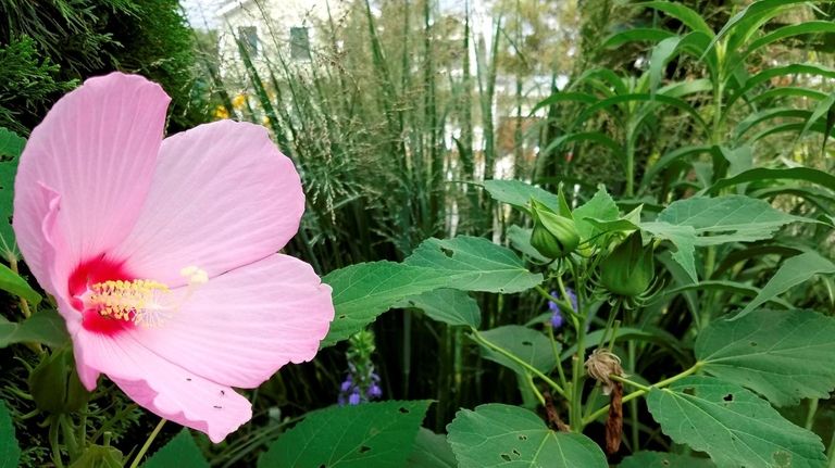 Long Island's native Long native swamp rose mallow (Hibiscus moschuetos)...