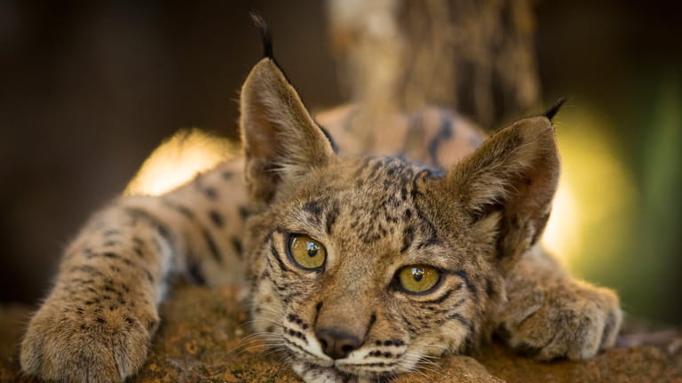 A cub of Iberian lynx is photographed in the surroundings...