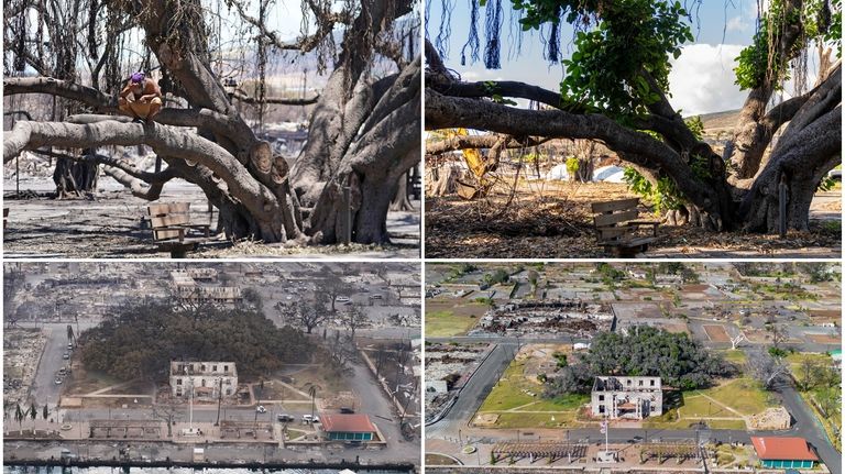 This combination of photos shows the historic Lahaina banyan tree...