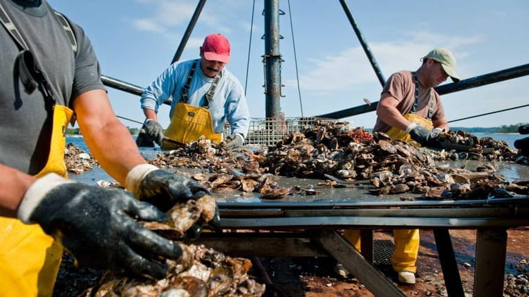 Crew of the fishing boat sort hundreds of fresh oysters...