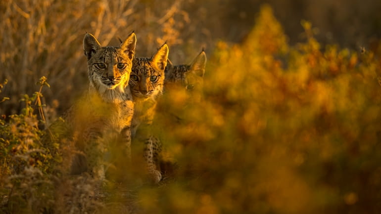 Iberian lynx cubs watch attentively in the surroundings of the...