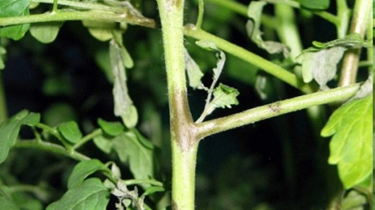 Late blight causes lesions along the stems of tomato plants.