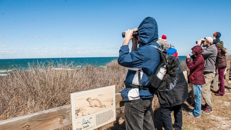 Participants in a seal walk conducted by the New York...