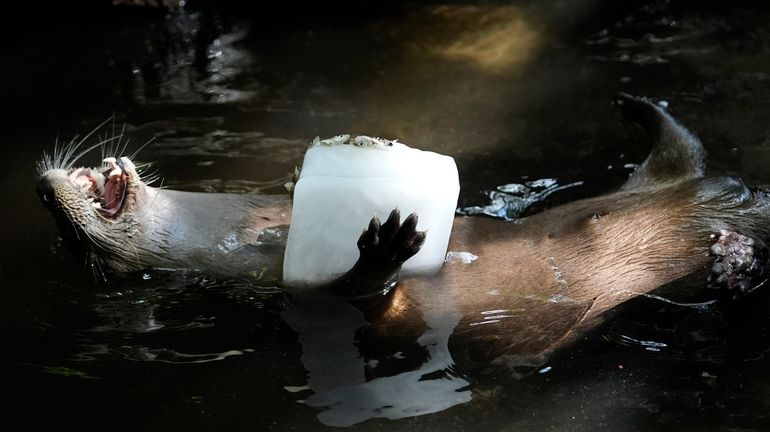 A river otter holds a block of ice with smelt...