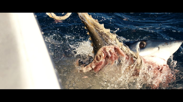 A mako shark rips bait apart from “Makozilla,” on Discovery's...