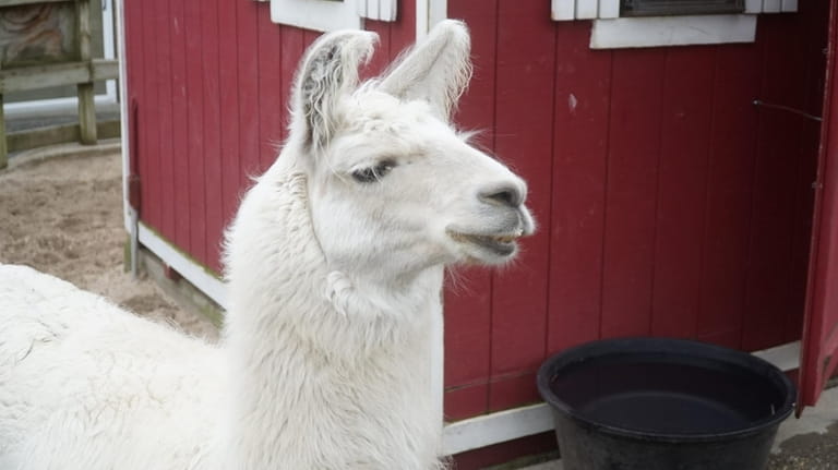 “Bellasario” is a Llama, and one of the animals at...