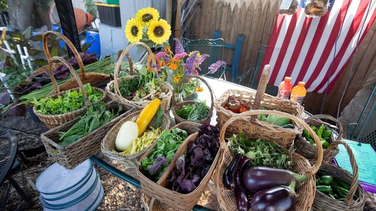 Harvested vegetables.