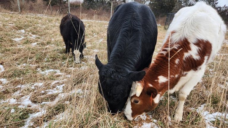 Two bulls and a steer  — Artie, Robert and Steve —...