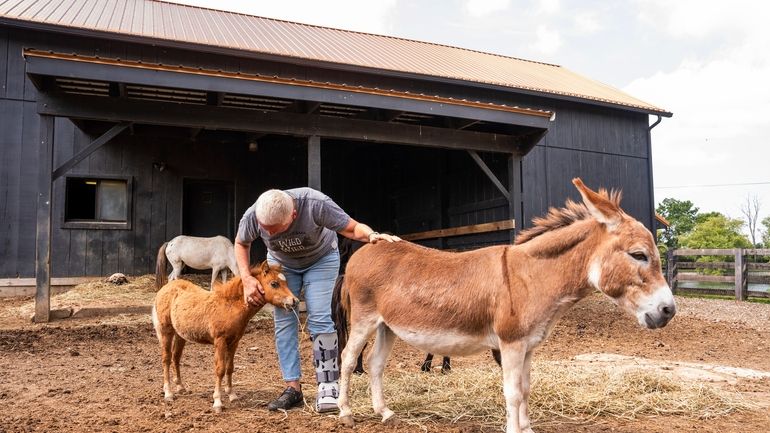 Lisa Moad, owner of Seven Oaks Farm, pets her miniature...