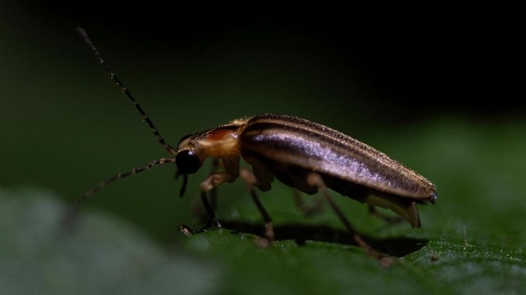 A male firefly of the Photuris genus pauses on a...